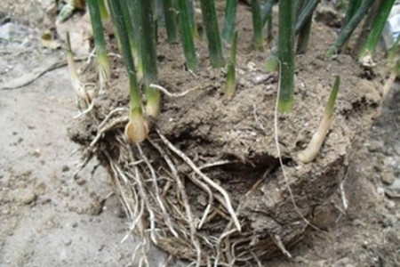 一叶兰怎么分盆