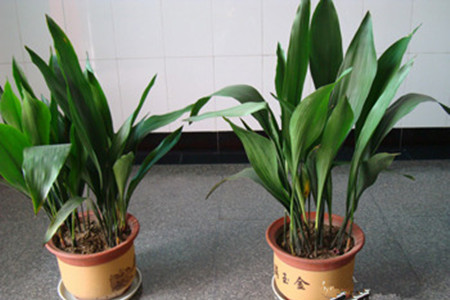 一叶兰怎么分盆