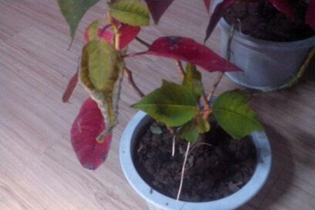 一品红掉叶子解决办法