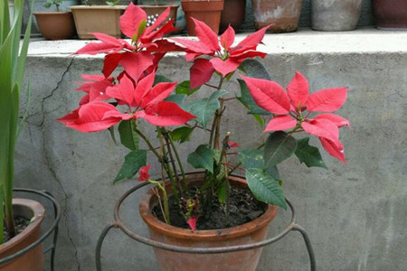 一品红掉叶子解决办法