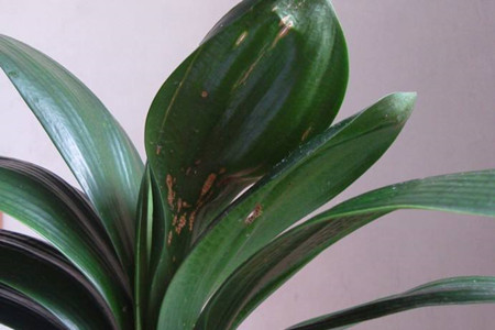 怎么样让君子兰长新叶子