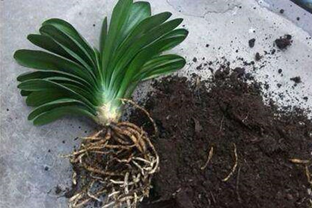 怎么样让君子兰长新叶子