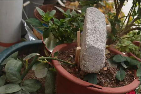 绣球花怎么繁殖