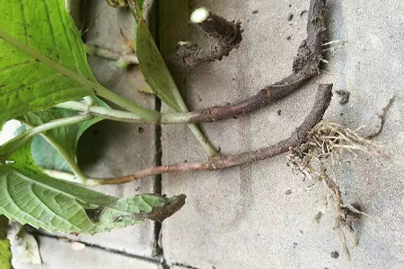 绣球花怎么繁殖