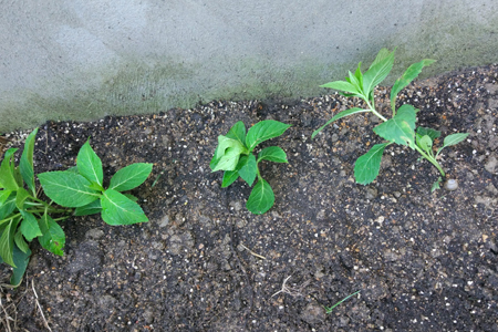 绣球花怎么繁殖