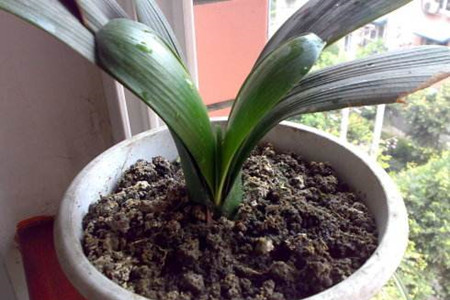 怎么样让君子兰长新叶子