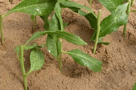 一品红的繁殖办法