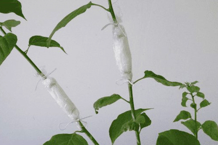 一品红的繁殖办法