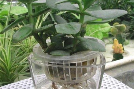 玉树可以水培吗