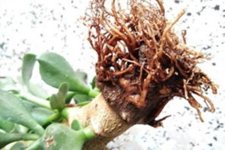 玉树可以水培吗