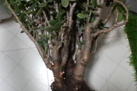 玉树可以水培吗