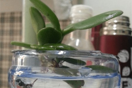 玉树可以水培吗