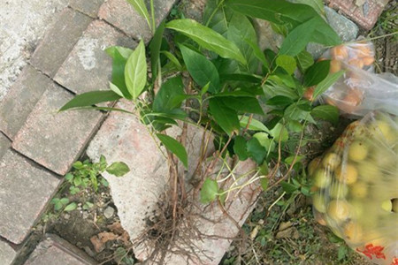 梅花怎么播种