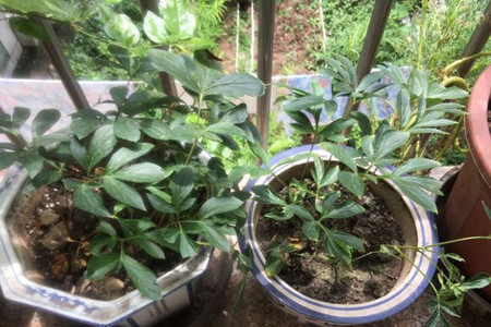 芍药夏天可以移栽吗