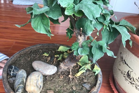 梅花落叶解决办法