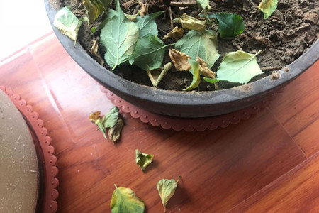 梅花落叶解决办法