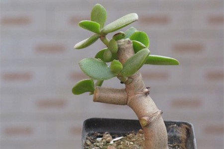 玉树怎么修剪