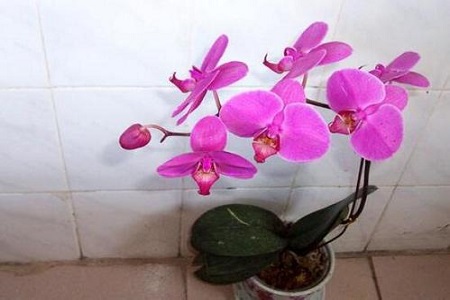 蝴蝶兰花开败了解决办法