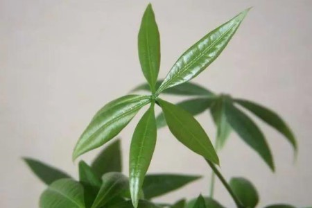 发财树怎么样修剪