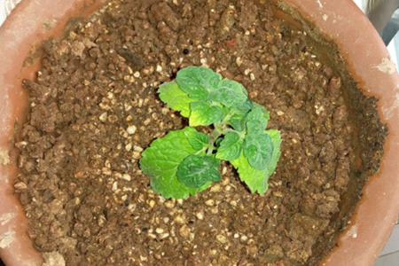 薄荷怎么施肥