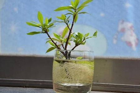 栀子花可以放水里养吗