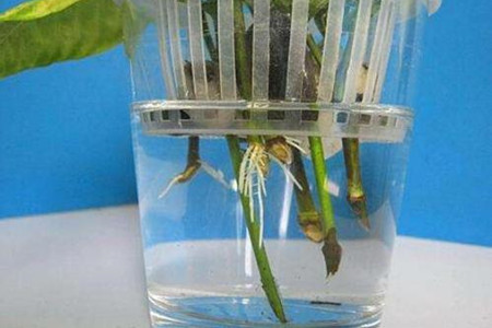 栀子花可以放水里养吗