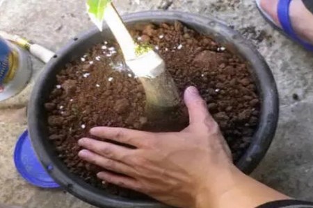 茶花怎么换盆