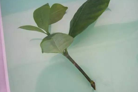 栀子花可以放水里养吗