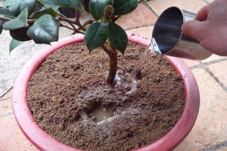 茶花怎么换盆