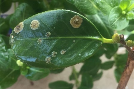 茶花掉叶子是什么问题
