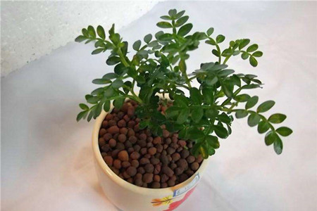 清香木的繁殖办法