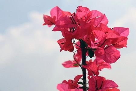 三角梅花掉了还可以开吗
