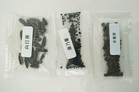 康乃馨怎么播种