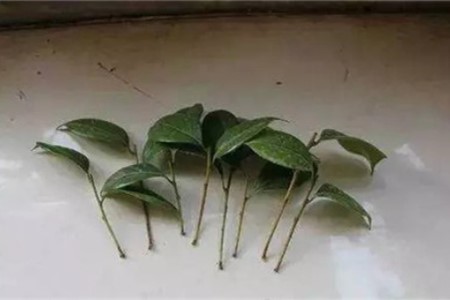 怎么用水扦插茶花