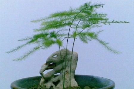 文竹的修剪办法