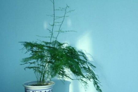 文竹的修剪办法