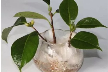 怎么用水扦插茶花