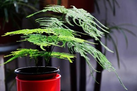 文竹的修剪办法