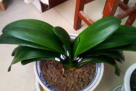 君子兰怎么扦插