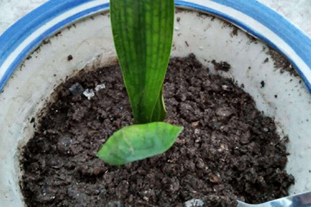 君子兰怎么扦插