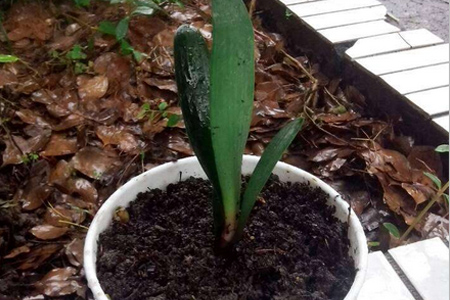 君子兰怎么扦插