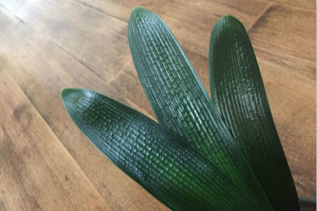 君子兰怎么扦插