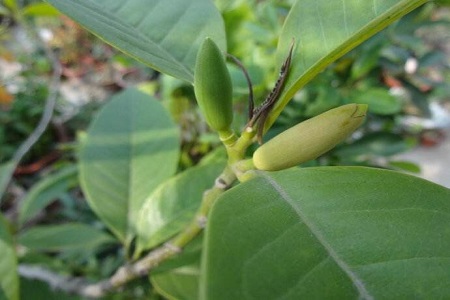 白兰怎么不开花