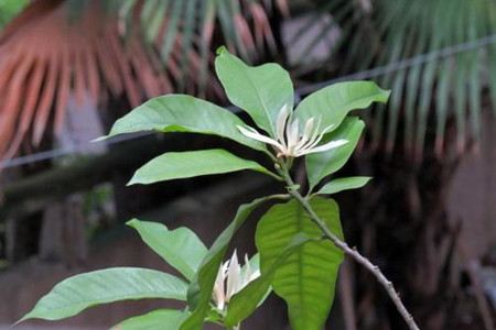 白兰怎么不开花