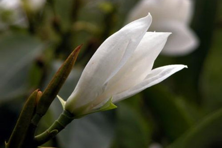 白兰怎么不开花