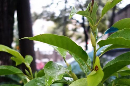 白兰怎么不开花