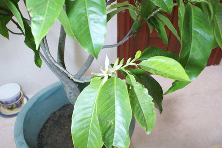 白兰怎么不开花