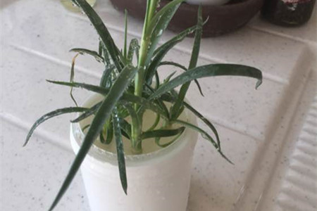 康乃馨怎么水培