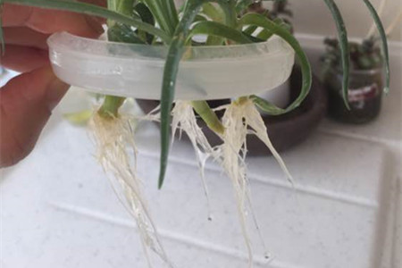 康乃馨怎么水培