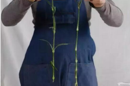 康乃馨怎么水培